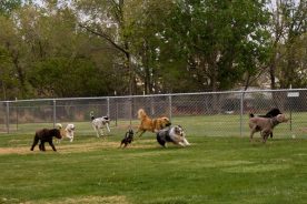 abc8ce38-e4ff-11e4-b6d4-22000a4f82a6-dog-park