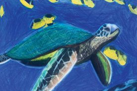 My daughter’s sea turtle drawing from her extracurricular art class--keeper drawer.