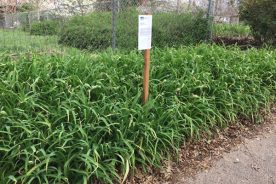 b6344d84-6289-11e7-809d-0a5fbc963f88-Daylilies