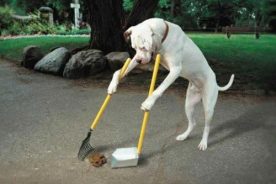 cc050ae0-5be7-11e5-ae32-22000b078648-poop_scoop