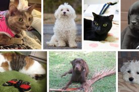 Pets Contest