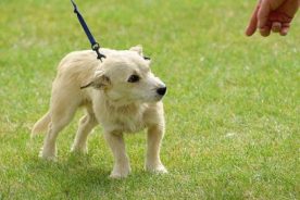 daca87ee-d991-11e5-a1b6-22000b078648-nervousdog