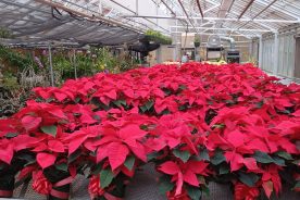 e1be309c-7182-11ed-ac75-12b3f1b64877-2022_Poinsettia_crop