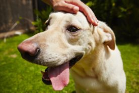 fc773142-766a-11e5-b27d-22000b078648-Dogaffection