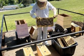 Virginia Western faculty member Jenifer Kurtz (in beekeeping gear) gets bees situated after the Bee Campus Committee moved three nucleus colonies of bees into their new home on campus Friday, May 5.